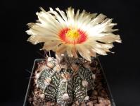 Thumbnail of 1687_Astrophytum Hybride_20130616_01(1).JPG